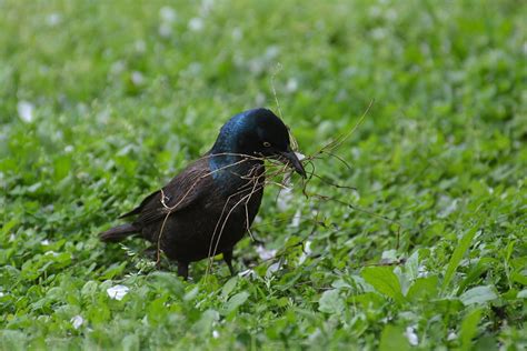 What to Leave in the Garden for the Birds - National Garden Bureau