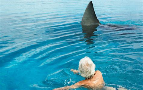 Do you hear shark music when you’re around or in water? - The Aqua Life