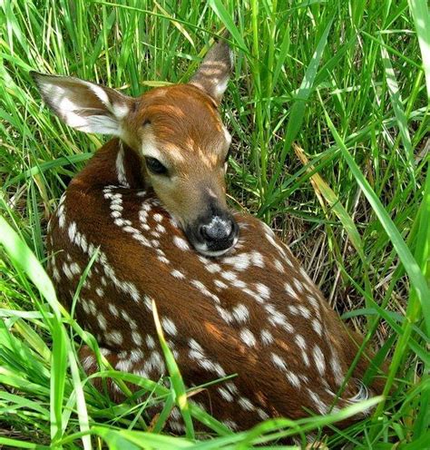 Rarely are deer fawns abandoned; leave them be | The Spokesman-Review