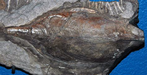 Pteraspis crouchi (fossil fish) (Lower Devonian; Herefords… | Flickr