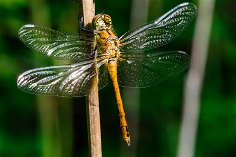 In Flight Dragonfly, Common Darter (Sympetrum striolatum) Male ...