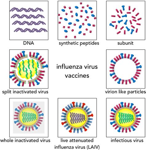 Vaccines | Free Full-Text | Influenza Vaccination Strategies: Comparing Inactivated and Live ...