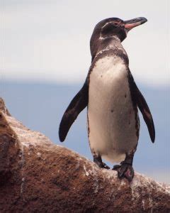 Galapagos Penguin Facts, Habitat, Diet, Life Cycle, Baby, Pictures