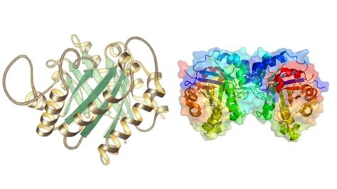 Triosephosphate Isomerase - Definition, Structure, Mechanism, Functions - Biology Notes Online