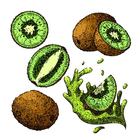 kiwi fruit green set sketch hand drawn vector 23872471 Vector Art at Vecteezy