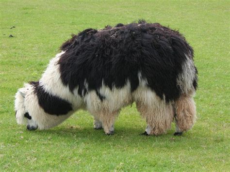 File:Unshorn alpaca grazing.jpg - Wikipedia