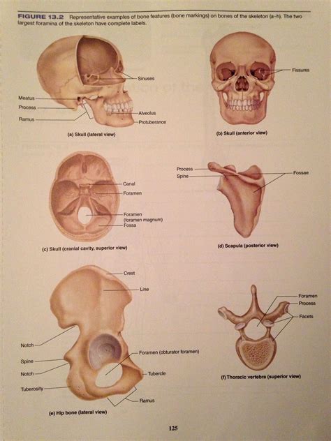 Bone markings Prep School, School Hacks, Anatomy Bones, Nursing School ...