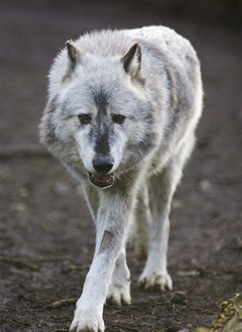 Canadian Timber Wolf | dogs/wolves | Pinterest