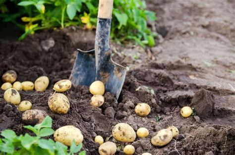 Unlocking the Secrets of Optimal Fertilizer Requirements for Potato Crop