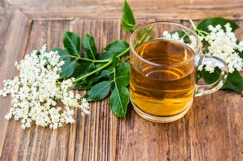 Elderflower tea - Stock Image - C035/1040 - Science Photo Library