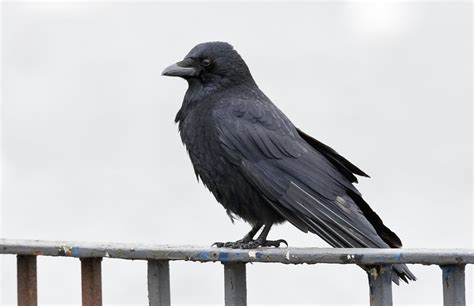 Vrána obecná (Corvus corone) - ChovZvířat.cz