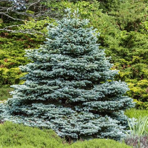 8 Types of Spruce Trees for Your Yard | The Family Handyman