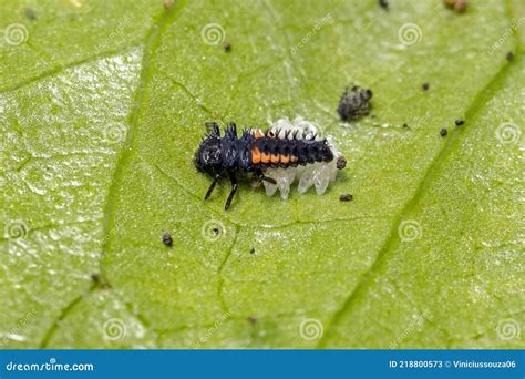 Asian Lady Beetle Larvae stock image. Image of detail - 218800573