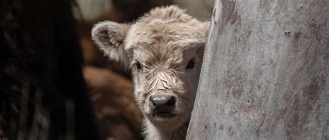 White Bison Born In US State Park Is 1-In-10 Million | The Daily Caller