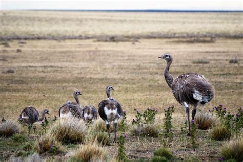 A family of choiques explore the surroundings of the Lodge. #bahiabustamante # ...