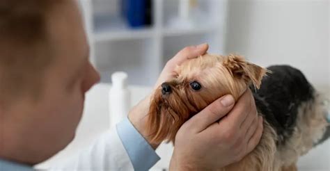 All About Cataract Procedure: The Most Critical Dog Eye Surgery