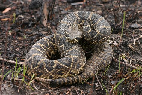 Eastern diamondback rattlesnake | by FWC Research | Rattlesnake ...