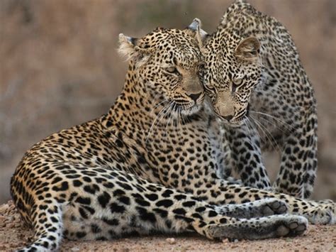 Ulusaba Safari Lodge | South Africa Safari Camps