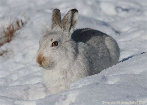 Mountain hare | Wildlife Online