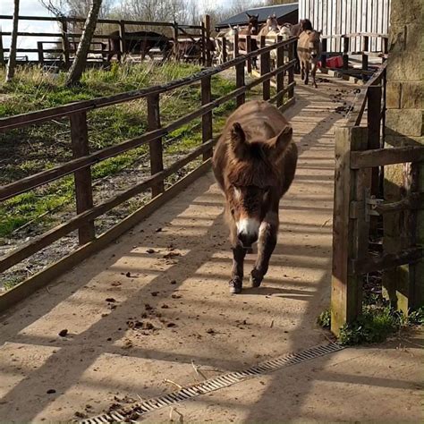 Donkeys trotting along at The Donkey Sanctuary Leeds | Happy Friday from our lovely Leeds herd ...