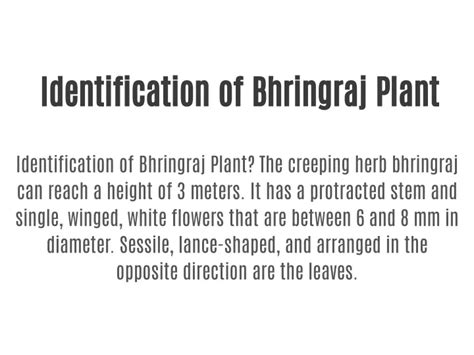 PPT - Identification of Bhringraj Plant PowerPoint Presentation, free download - ID:11805564