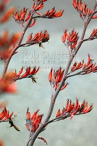 NZ Flax flowers (Phormium tenax), Wellington, New Zealand (NZ). Stock photo from New Zealand (NZ ...