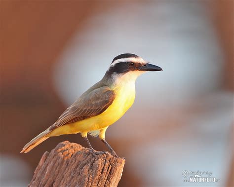 Great Kiskadee Photos, Great Kiskadee Images, Nature Wildlife Pictures ...