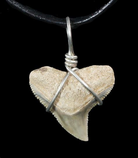 Fossil Dusky Shark Tooth Necklace For Sale (#47579) - FossilEra.com