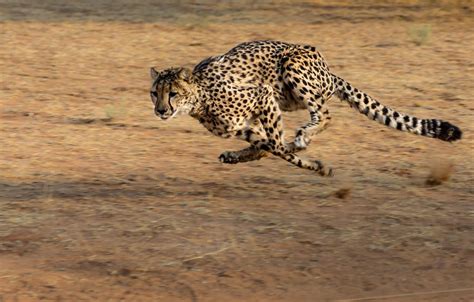 cheetah-running-full-speed-in-Africa | Engineer Calcs