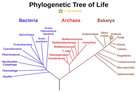 Phylogenetic Trees | Biology for Non-Majors I