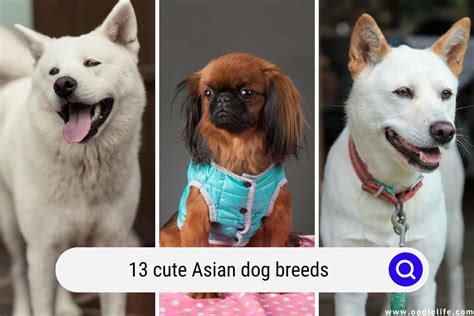 13 Cute Asian Dog Breeds (With Pictures) - OodleLife®