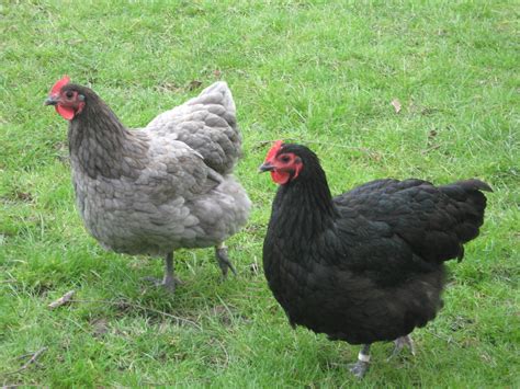 About Australorp Chickens: Excellent Egg Layers and Barnyard Pets