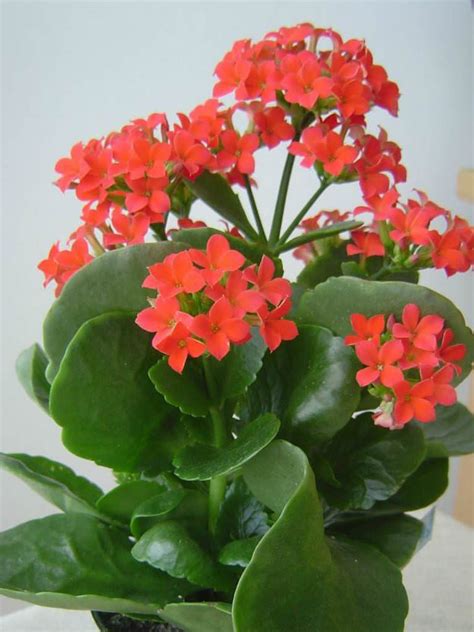 Kalanchoe blossfeldiana - Flaming Katy | World of Succulents