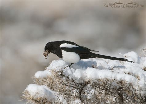 Black-billed Magpie building a nest after a snow - On The Wing Photography