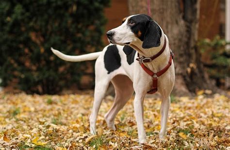 Treeing Walker Coonhound Dog Breed | BeChewy