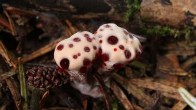 Hydnellum peckii: The Ultimate Mushroom Guide