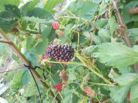 my garden blog....: blackberry season....