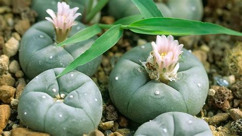 How to Grow Peyote - Plant Instructions