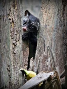 Baiting the Common Palm Civet at Bidadari - Bird Ecology Study Group