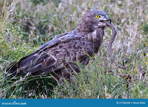 Brown Snake Eagle With Its Prey Royalty Free Stock Photos - Image: 31182228