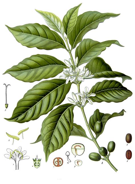 Kaffee (Pflanze) – Wikipedia
