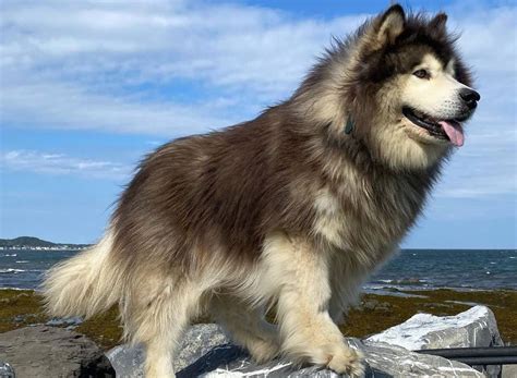 The Fascinating World of the Alaskan Malamute's Colors - K9 Web