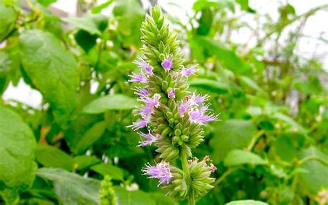 7+ Tips for Growing Patchouli Plants from Seed (New) | Hort Zone