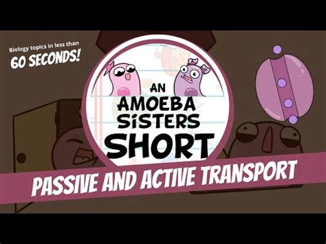 Passive and Active Transport - Amoeba Sisters #Shorts - YouTube