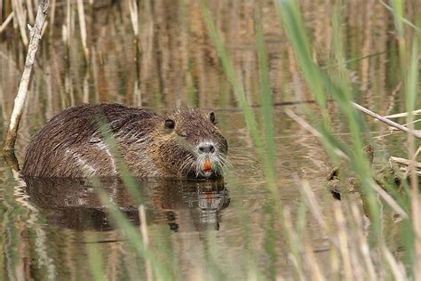 Nutria Rats - Animals of the World - WorldAtlas.com