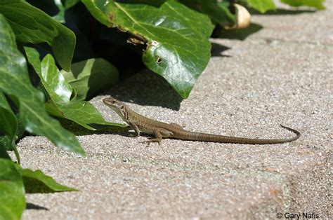 Southern Italian Wall Lizard - Podarcis siculus siculus