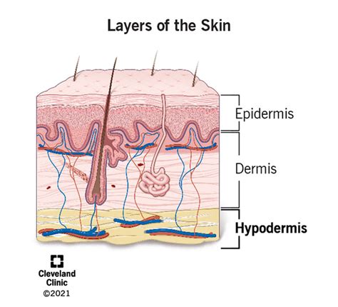 Describe the Subcutaneous Layer and Its Functions - KyankruwPruitt