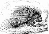 Porcupine Coloring Pages  Best For Kids sketch template