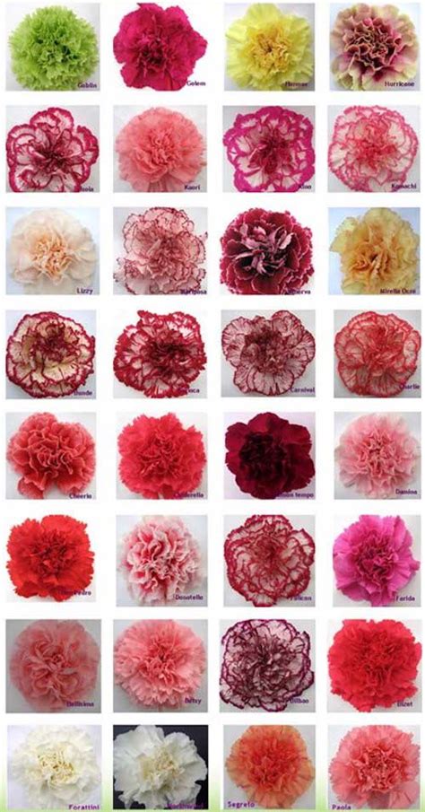 Here’s Why Carnation Flowers are the Best for Weddings | Carnation ...