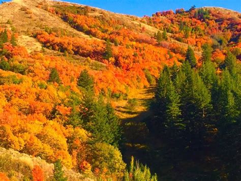 Autumn color, Buckskin Basin, near Pocatello. From Meanwhile,in Idaho - on Facbook. | Pocatello ...